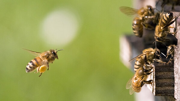 Honigbiene fliegt zum Einflugloch eines Bienenstocks