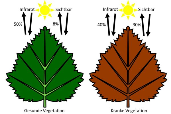 Gesunde und kranke Vegetation auf dem Satellitenbild