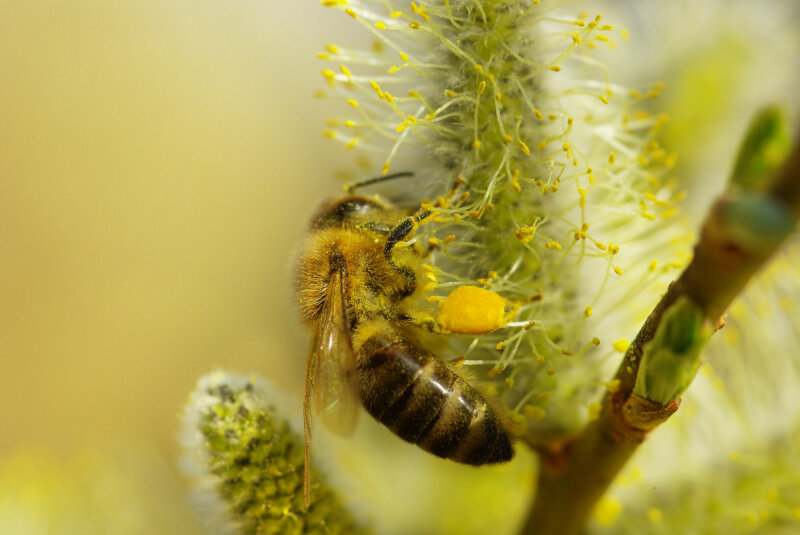 Honigbiene sammelt Pollen und Nektar an einem Weidenkätzchen © Boris Mittermeier